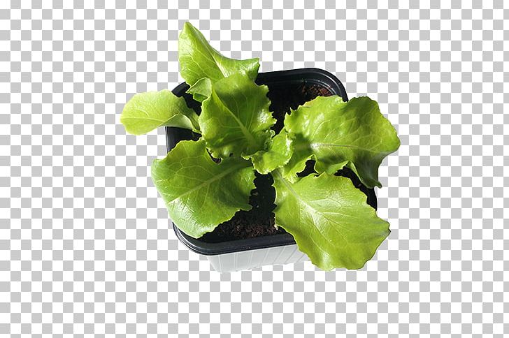 Romaine Lettuce Leaf Greens Plants PNG, Clipart, Bolt, Flower, Flowerpot, Greens, Herb Free PNG Download