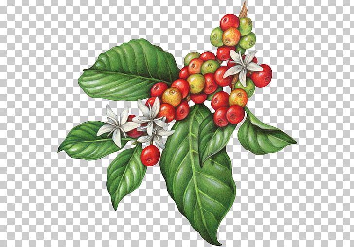 Coffee Bean Cafe Tea Espresso PNG, Clipart, Aquifoliaceae, Aquifoliales, Arabica Coffee, Bean, Berry Free PNG Download