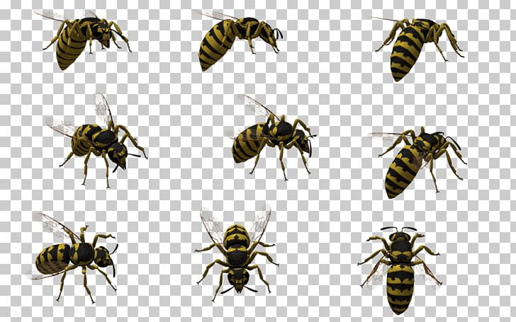 Honey Bee Insect Hornet Wasp PNG, Clipart, Animal, Art, Arthropod, Artist, Bee Free PNG Download