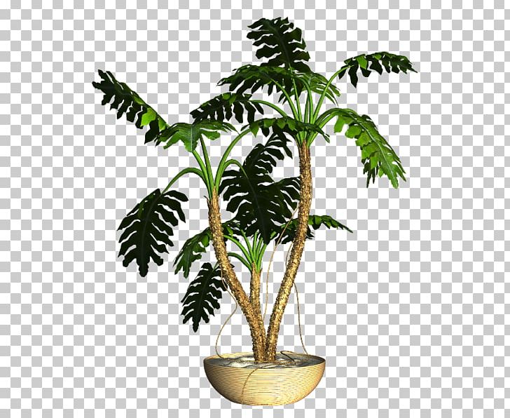 Asian Palmyra Palm Flowerpot Ornamental Plant Houseplant PNG, Clipart, Arecaceae, Arecales, Asian Palmyra Palm, Borassus, Borassus Flabellifer Free PNG Download
