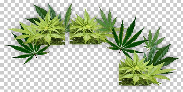 Cannabis Medi Cbd Store Cannabidiol YouTube Cancer PNG, Clipart, Cancer, Cannabidiol, Cannabis, Employees Work Card, Grass Free PNG Download