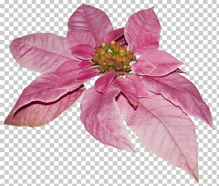 Cut Flowers Lilac Violet Petal PNG, Clipart, Art, Cut Flowers, Elements, Flower, Lilac Free PNG Download