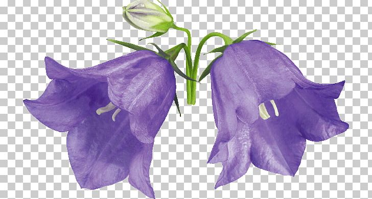 Flower Harebell Glockenspiel Drawing Violet PNG, Clipart, Bellflower, Bellflower Family, Bellflowers, Blue, Bog Arum Free PNG Download