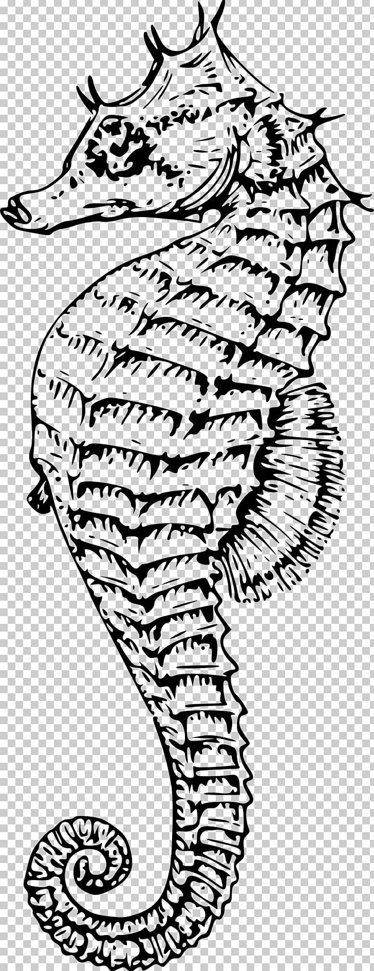 Lined Seahorse Syngnathidae PNG, Clipart, Animal, Animals, Area, Diurnality, Encyclopedia Of Life Free PNG Download