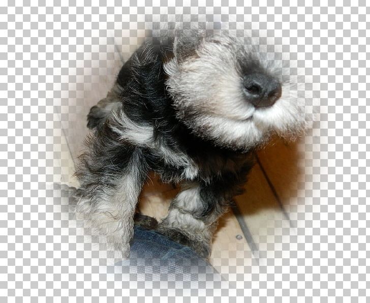 Miniature Schnauzer Schnoodle Puppy Dog Breed PNG, Clipart, Breed, Carnivoran, Dog, Dog Breed, Dog Breed Group Free PNG Download