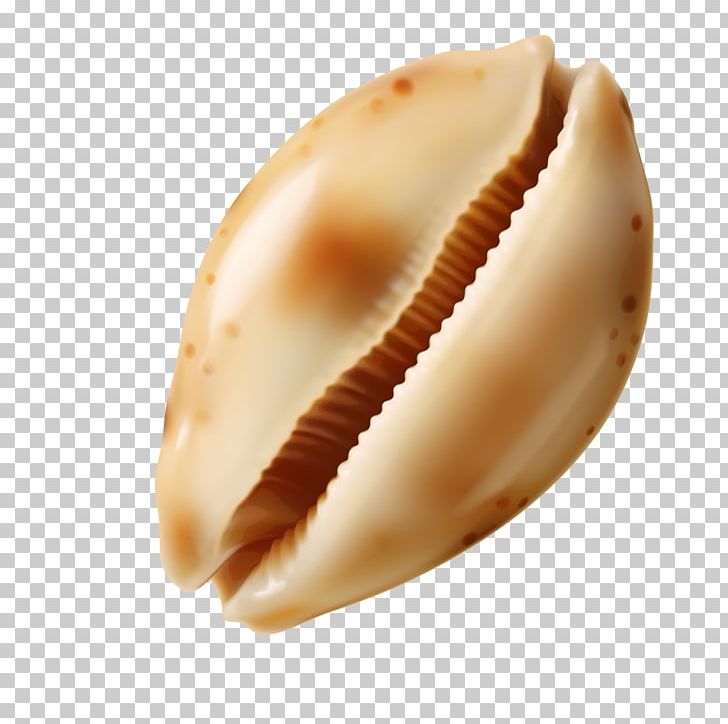 Conch Sea Snail Seashell PNG, Clipart, Beautiful, Beautiful Conch, Beautiful Girl, Beautiful Vector, Beauty Free PNG Download