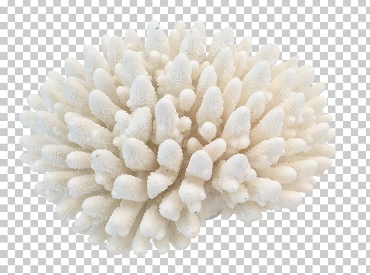 Elkhorn Coral Interior Design Services PNG, Clipart, Acropora, Alcyonacea, Art, Coral, Coral Reef Free PNG Download