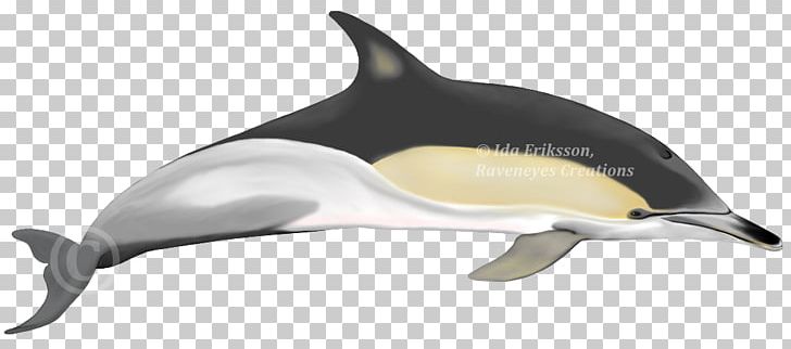 Short-beaked Common Dolphin Common Bottlenose Dolphin Tucuxi Rough-toothed Dolphin White-beaked Dolphin PNG, Clipart,  Free PNG Download