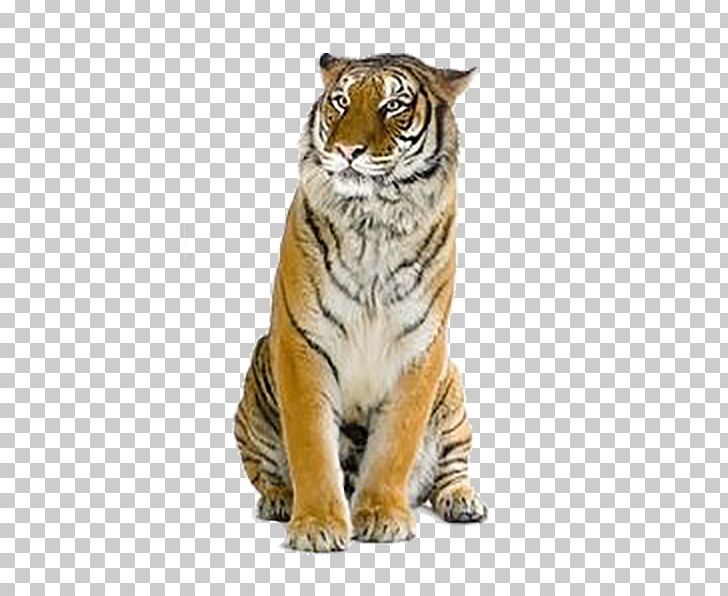Tiger PNG, Clipart, Animals, Big Cats, Carnivoran, Cat Like Mammal, Creative Ads Free PNG Download