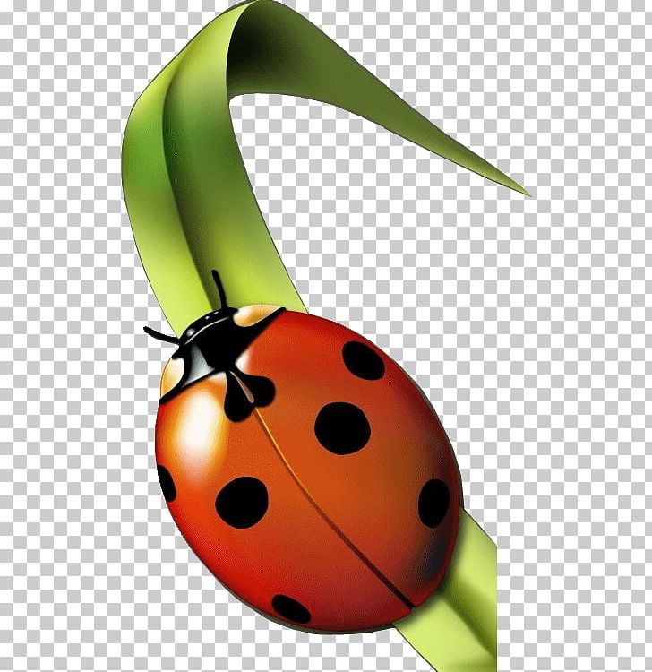 Insect Seven-spot Ladybird Aphid Garderie Coccinelles (Les) PNG, Clipart, Animal, Animals, Aphid, Bee, Beetle Free PNG Download