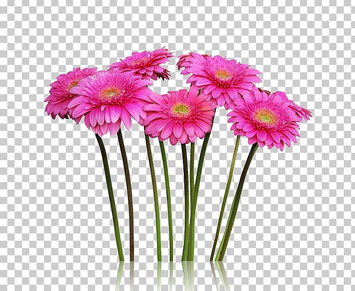 Cut Flowers Transvaal Daisy Plant Stem Floristry PNG, Clipart, Annual Plant, Artificial Flower, Aster, Color, Common Daisy Free PNG Download