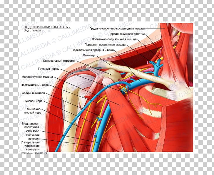 Infraclavicular Fossa Subclavian Artery Anatomy Brachial Plexus Supraclavicular Fossa PNG, Clipart, Anatomy, Arm, Artery, Brachial Artery, Brachial Plexus Free PNG Download