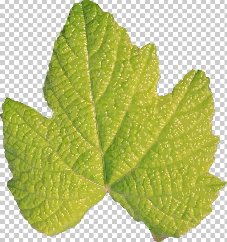 Leaf Plant Stem Green PNG, Clipart, Fig Leaf, Food, Grape Leaves, Green, Herb Free PNG Download