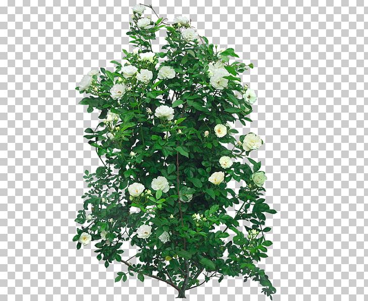 Shrub Computer Icons PNG, Clipart, Branch, Computer Icons, Cut Flowers, Desktop Wallpaper, Flower Free PNG Download