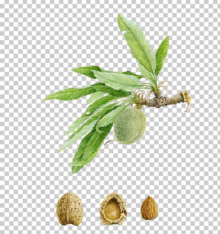 Almond Juglans Watercolor Painting American Society Of Botanical Artists PNG, Clipart, Apples, Botanical Illustration, Branch, Branches, Christmas Tree Free PNG Download