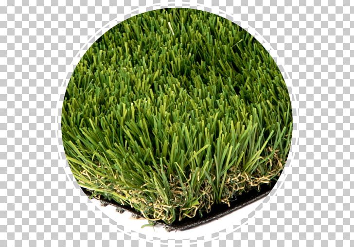 Artificial Turf Lawn Thatch Bentgrass Landscaping PNG, Clipart, Artificial Turf, Bentgrass, Cap Brick, Child, Environmentally Friendly Free PNG Download