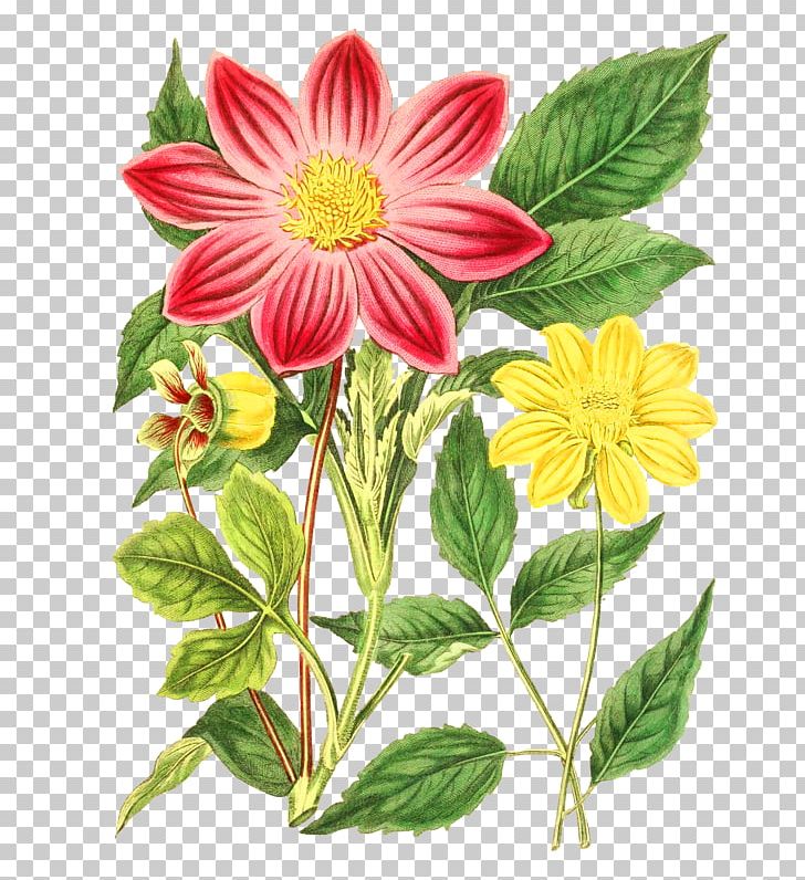 Botanical Illustration Botany Dahlia Pink Flowers PNG, Clipart, Annual Plant, Art, Botany, Cut Flowers, Dahlia Free PNG Download