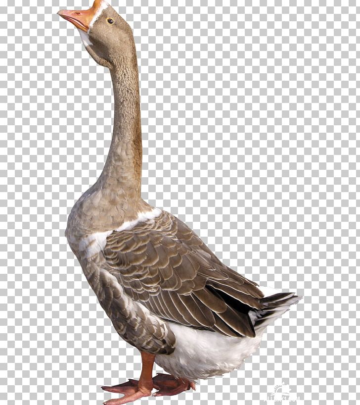 Goose Duck Cygnini Computer Icons PNG, Clipart, Anatidae, Animals, Beak, Bird, Computer Icons Free PNG Download