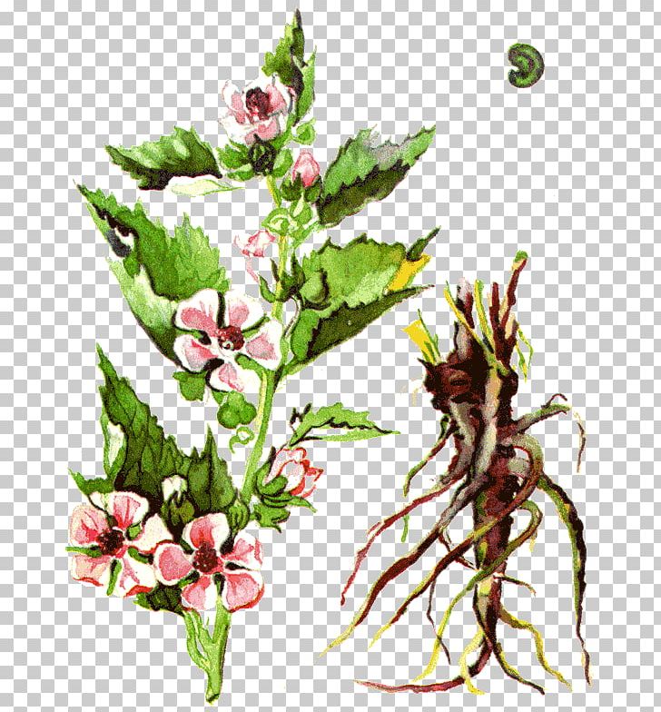 Одолень-трава Medicinal Plants Marsh Mallow PNG, Clipart, Adonis Vernalis, Branch, Common Motherwort, Drawing, Fictional Character Free PNG Download