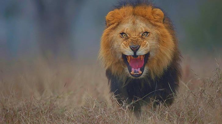 Pakistan Lion Photographer Tiger PNG, Clipart, Animals, Atif Aslam, Big Cats, Cat Like Mammal, Computer Wallpaper Free PNG Download