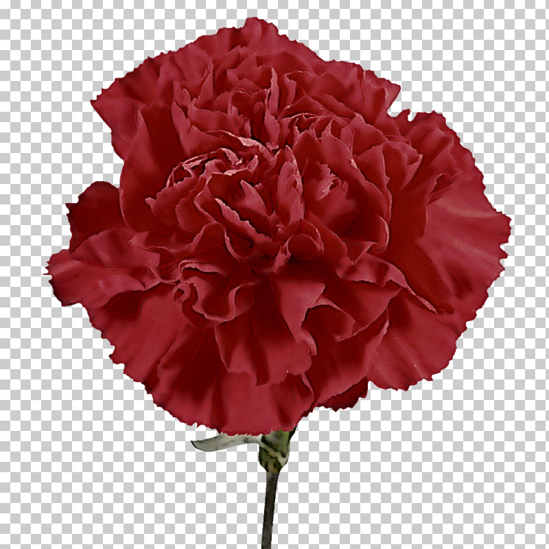 Garden Roses PNG, Clipart, Artificial Flower, Begonia, Cabbage Rose, Cut Flowers, Floribunda Free PNG Download