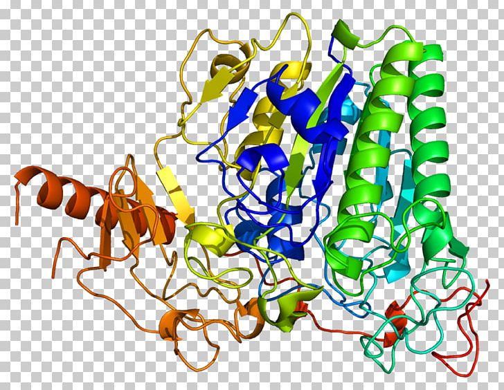 Arylsulfatase A Arylsulfatase B Enzyme PNG, Clipart, Arsa, Art, Artwork, Aryl, Arylsulfatase Free PNG Download