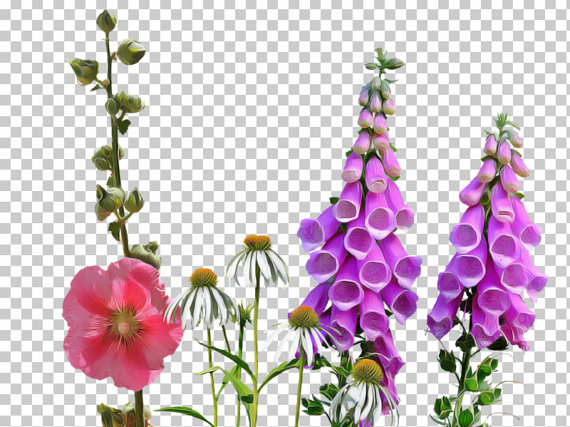 Flower Plant Digitalis Petal Delphinium PNG, Clipart, Delphinium, Digitalis, Flower, Hollyhocks, Mallow Family Free PNG Download