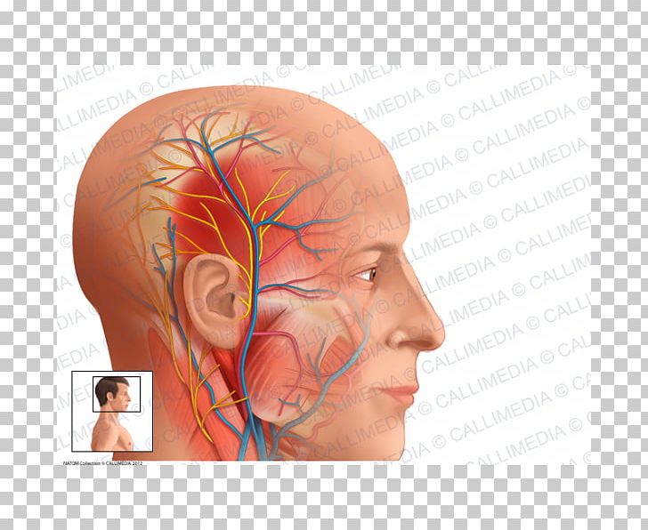 Auriculotemporal Nerve Superficial Temporal Artery Anatomy Superficial Temporal Vein PNG, Clipart, Anatomy, Artery, Cheek, Chin, Ear Free PNG Download