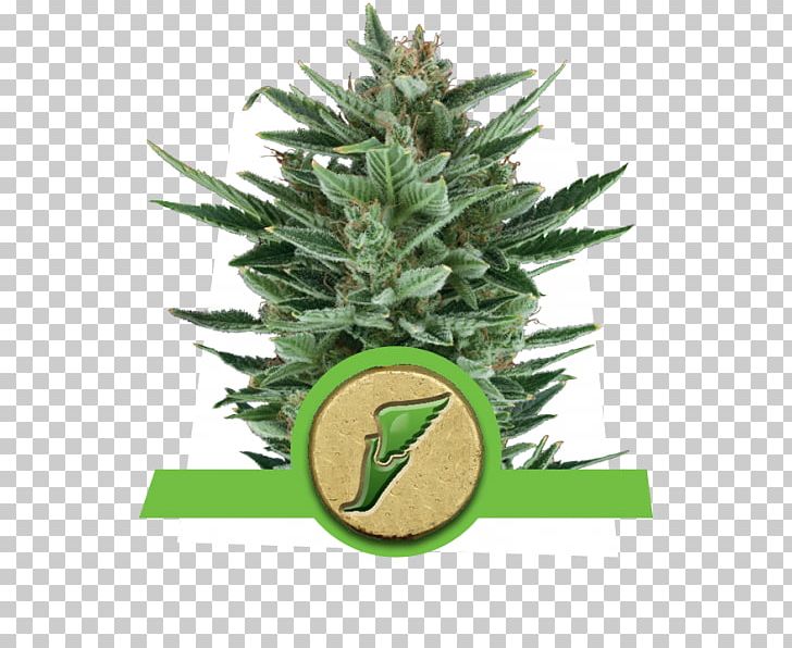 Autoflowering Cannabis Seed Cannabis Ruderalis Marijuana Cannabis Cultivation PNG, Clipart, Aretus, Autoflowering Cannabis, Cannabis, Cannabis Cultivation, Cannabis Ruderalis Free PNG Download