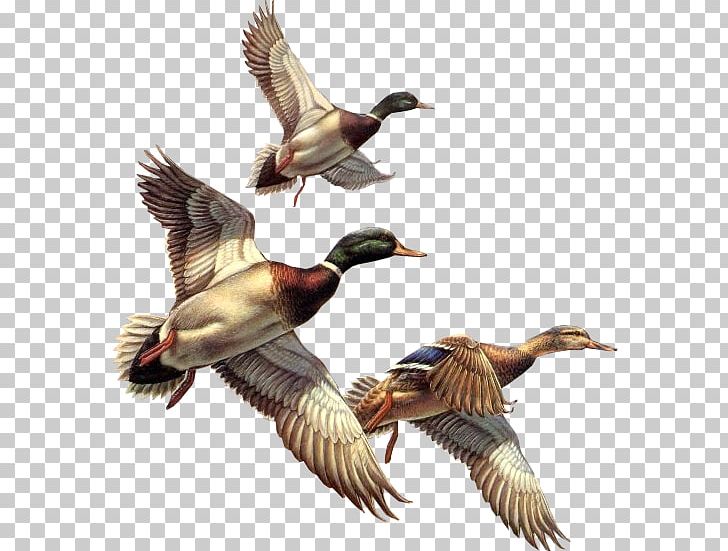 Baby Ducks Bird Mallard Cygnini PNG, Clipart, Anatidae, Anseriformes, Baby Ducks, Beak, Bird Free PNG Download