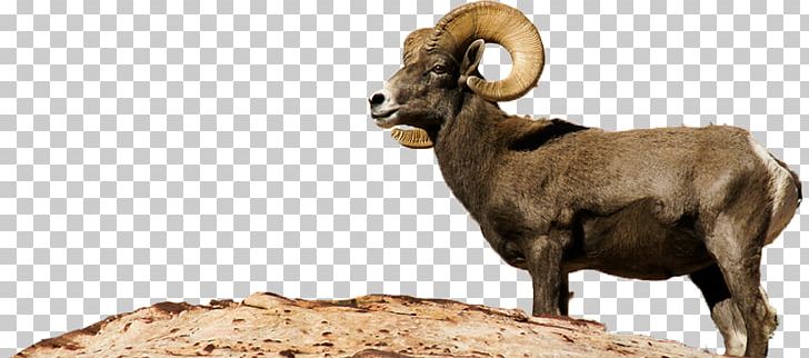 Bighorn Sheep Argali Barbary Sheep Bighorn River PNG, Clipart, Animal, Argali, Barbary Sheep, Bighorn, Bighorn River Free PNG Download