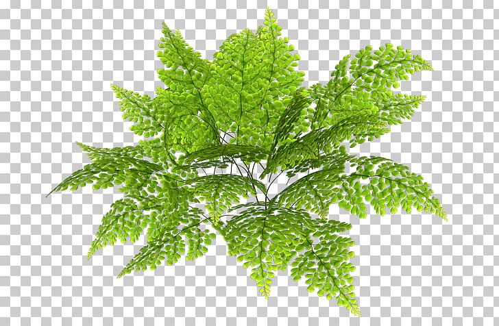 Fern Herbalism Leaf PNG, Clipart, Fern, Ferns And Horsetails, Herb, Herbalism, Leaf Free PNG Download