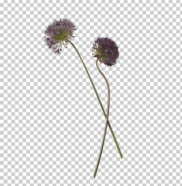 Flower Chives Herb Plant Stem PNG, Clipart, Allium, Chime, Chives, Cut Flowers, Flora Free PNG Download