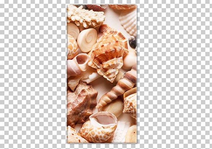 Seashell Stock Photography Conchology Depositphotos Beach PNG, Clipart, Animals, Beach, Depositphotos, Desktop Wallpaper, Flavor Free PNG Download