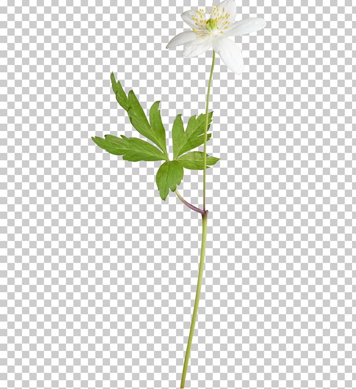 Flower Floral Design Computer Icons PNG, Clipart, Anemone, Art, Computer Icons, Cut Flowers, Daisy Free PNG Download