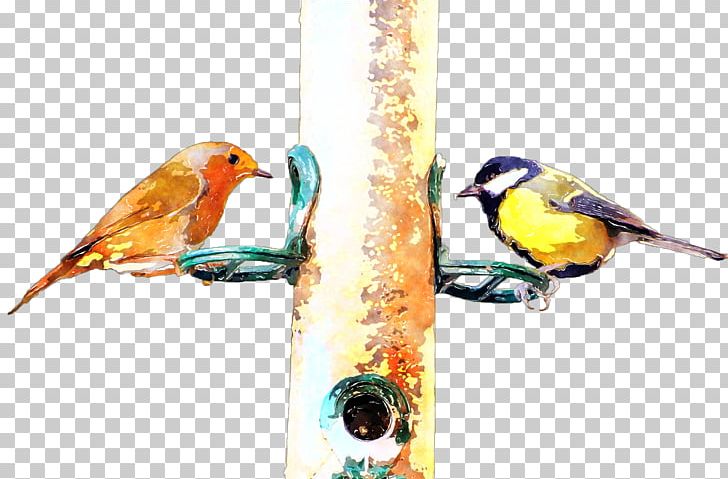 Frames Watercolor Painting Finch Text PNG, Clipart, Animal, Beak, Bird, Bird Food, Bird Supply Free PNG Download