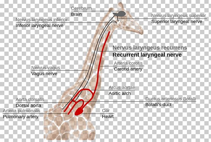 Giraffe Anatomy Recurrent Laryngeal Nerve Brain Larynx PNG, Clipart, Anatomy, Arm, Blood Vessel, Brain, Gastrointestinal Tract Free PNG Download