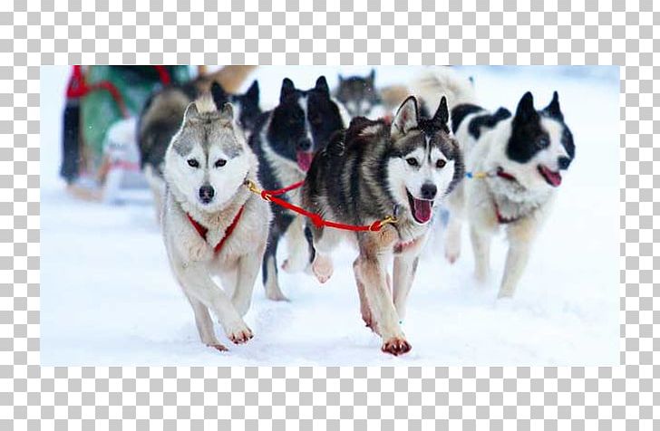 Jackson Lake Placid Samoëns Hotel Winter PNG, Clipart, Accommodation, Alaskan Klee Kai, Alaskan Malamute, Canadian Eskimo Dog, Carnivoran Free PNG Download