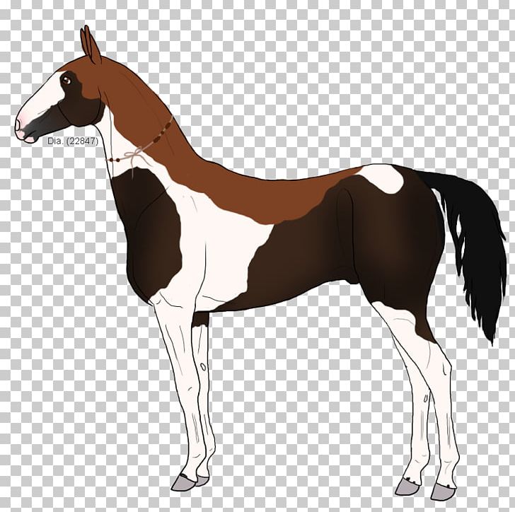 Mustang Foal Mare Stallion Colt PNG, Clipart, Bridle, Captain Amelia, Colt, Foal, Halter Free PNG Download