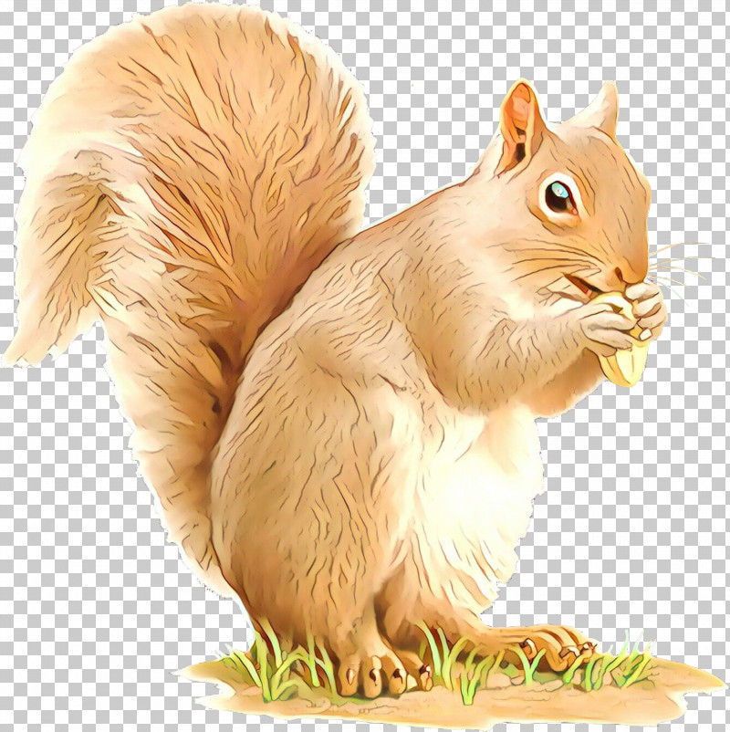 Squirrel Eurasian Red Squirrel Fox Squirrel Tail Grey Squirrel PNG, Clipart, Animal Figure, Eurasian Red Squirrel, Fawn, Fox Squirrel, Grey Squirrel Free PNG Download