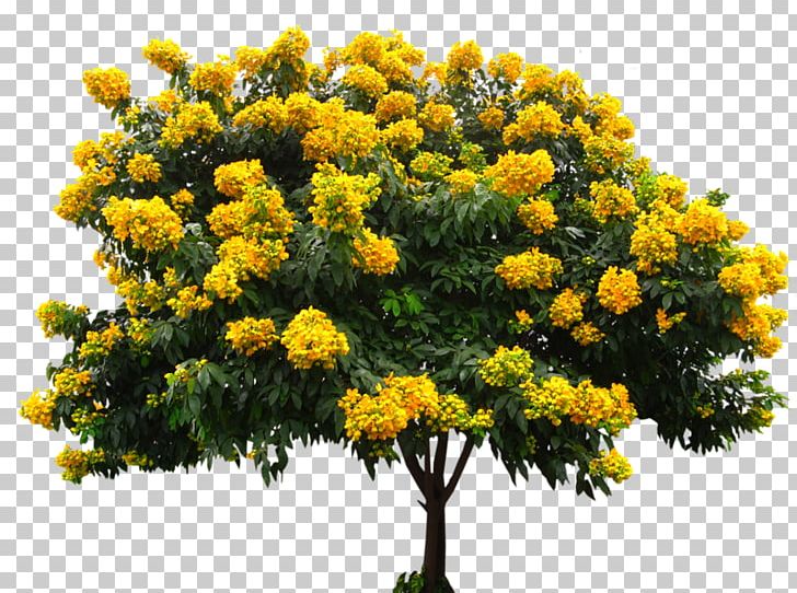 Senna Spectabilis Senna Macranthera Golden Shower Tree Senna Hebecarpa Senna Glycoside PNG, Clipart, Cassia, Chrysanths, Flickr, Flower, Flowering Plant Free PNG Download