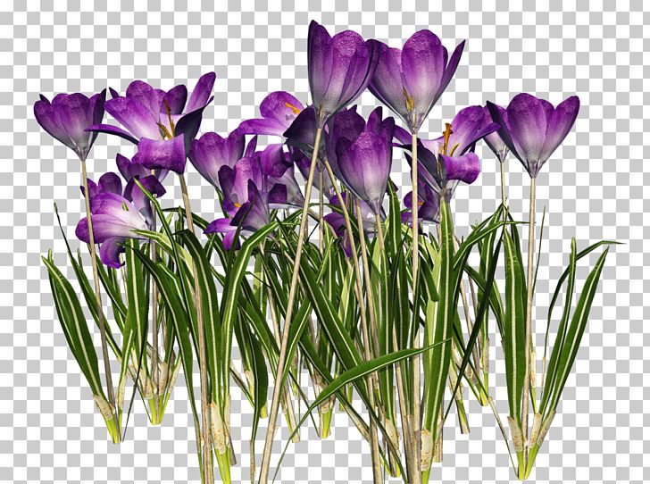 Crocus Vernus Crocus Chrysanthus PNG, Clipart, Animal, Bulb, Crocus, Cut Flowers, Floral Design Free PNG Download