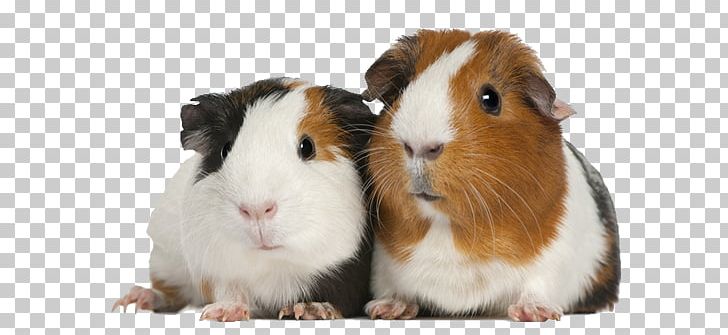 Guinea Pig Care Pet Cage PNG, Clipart, Animals, Bedding, Beyaz Arka Plan, Cage, Care Free PNG Download
