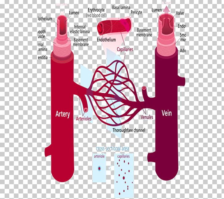 Peripheral Artery Disease Blood Vessel Peripheral Vascular System Hypertension PNG, Clipart, Artery, Beauty, Blood, Blood Pressure, Blood Vessel Free PNG Download