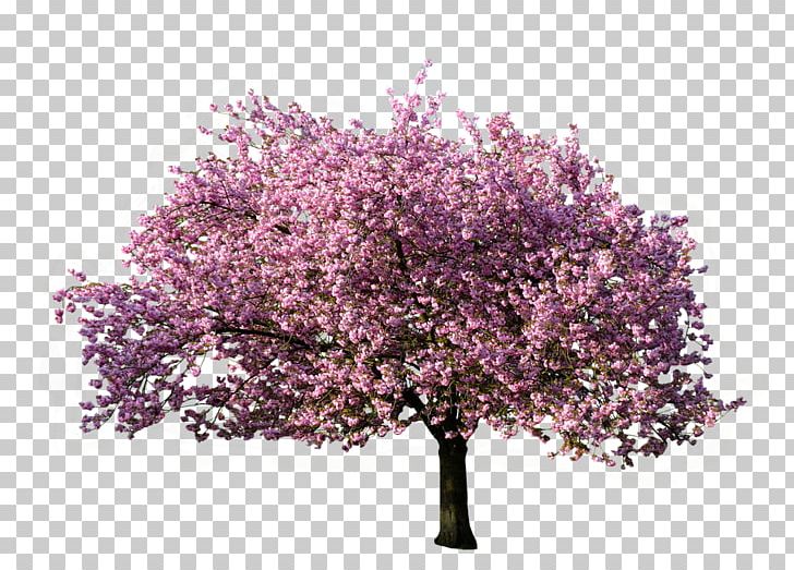 Tree Magnolia PNG, Clipart, Background, Blossom, Branch, Cherry Blossom, Christmas Free PNG Download