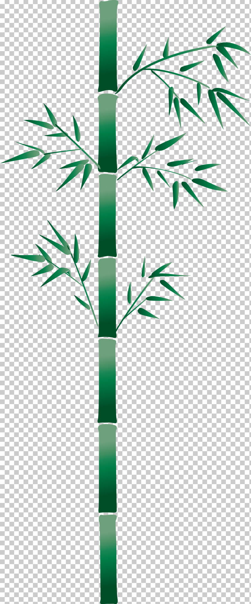 Bamboo Leaf PNG, Clipart, Bamboo, Branch, Grass, Grass Family, Green Free PNG Download
