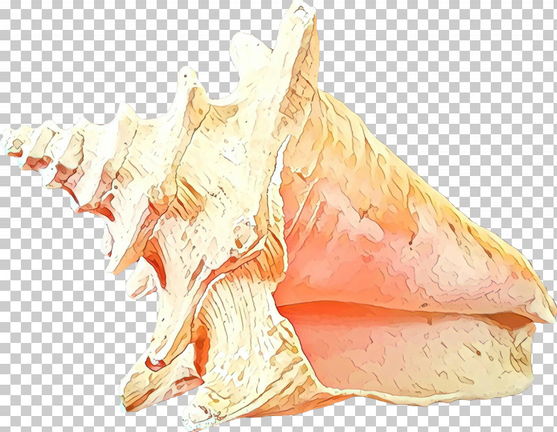 Conch Drawing Sketch PNG, Clipart, Conch, Drawing Free PNG Download