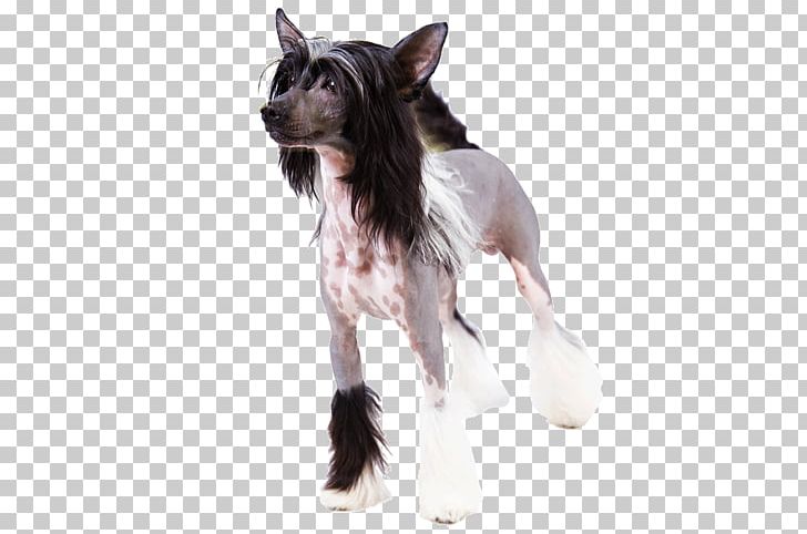 Chinese Crested Dog Dog Breed Pekingese Japanese Chin Hairless Dog PNG, Clipart, Animal, Breed, Canidae, Carnivoran, Chinese Crested Dog Free PNG Download