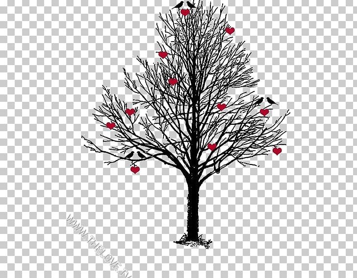 Christmas Tree Pine Basswood Twig PNG, Clipart, Basswood, Black And White, Branch, Cari, Christmas Free PNG Download
