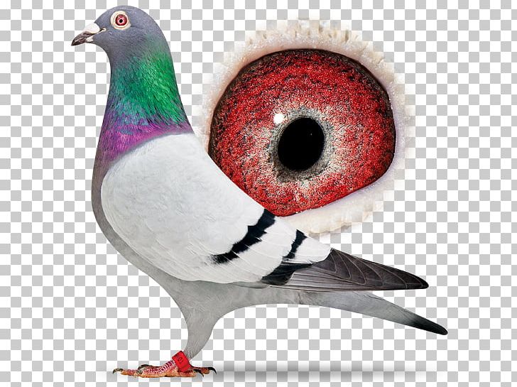 Columbidae Pigeon Racing Beak 1st Battalion PNG, Clipart, 1st Battalion Parachute Regiment, 2nd Battalion Parachute Regiment, 919mm Parabellum, Beak, Bird Free PNG Download